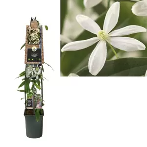Clematis armandii | Bosrank