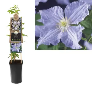 Clematis 'Blue Angel' | Bosrank