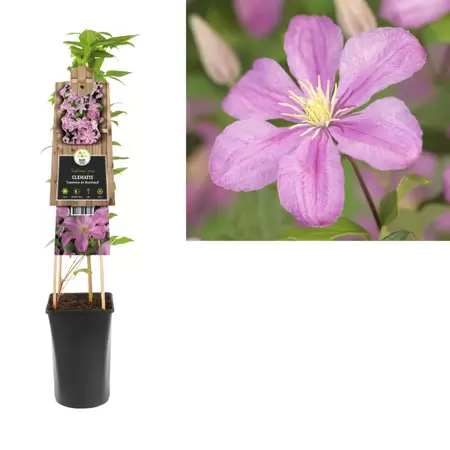 Clematis 'Comtesse de Bouchaud' | Bosrank