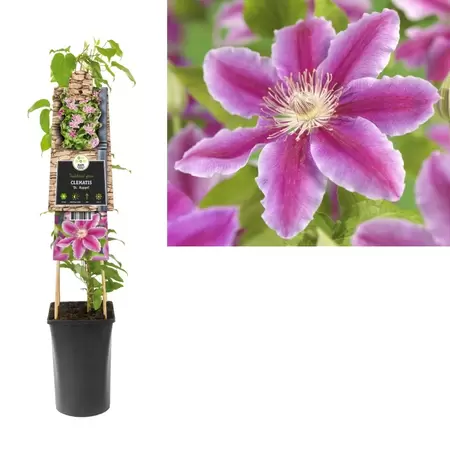 Clematis 'Dr. Ruppel' | Bosrank