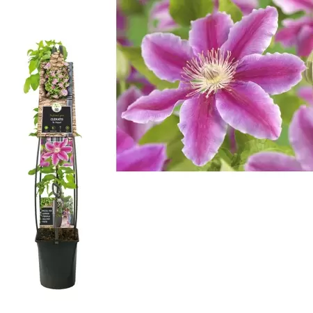 Clematis 'Dr. Ruppel' | Bosrank Pot23cm