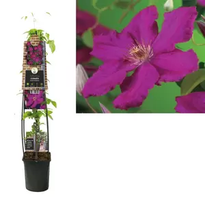 Clematis 'Ernest Markham'