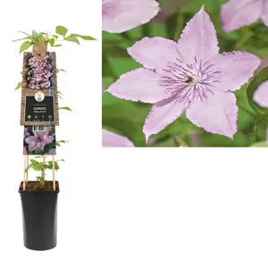 Clematis 'Hagley Hybrid' | Bosrank