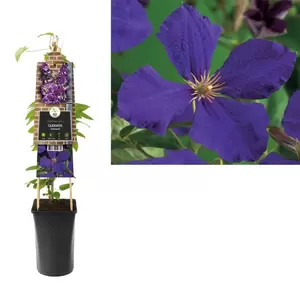 Clematis 'Jackmanii'