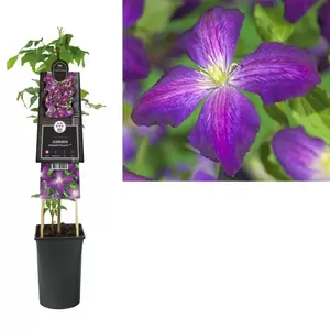 Clematis Jackmanii Purpurea PBR | Bosrank Pot16cm