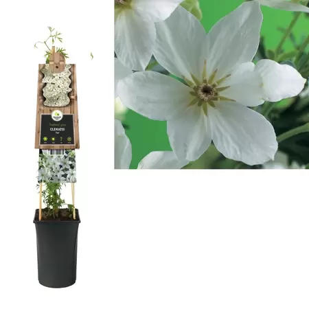 Clematis 'Joe' | Bosrank Pot16cm