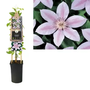 Clematis 'John Paul II' | Bosrank Pot16cm