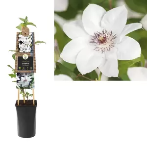 Clematis 'Miss Bateman' | Bosrank