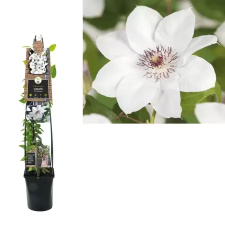 Clematis 'Miss Bateman'