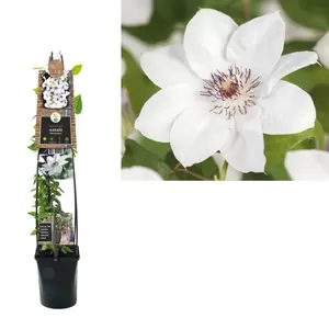Clematis 'Miss Bateman'
