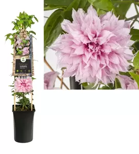 Clematis Multi Pink® PBR