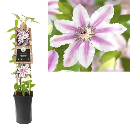 Clematis 'Nelly Moser' | Bosrank