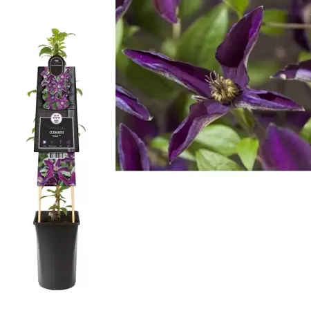 Clematis Noora PBR | Bosrank Pot16cm