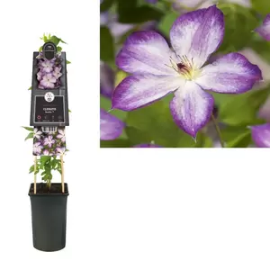 Clematis Pernille PBR