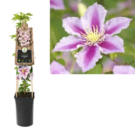 Clematis 'Piilu' | Bosrank