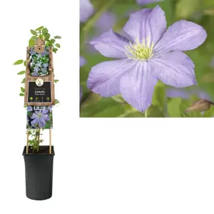 Clematis 'Prince Charles' | Bosrank