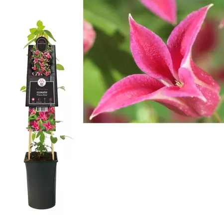 Clematis 'Princess Diana' | Bosrank