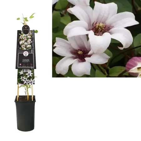 Clematis Princess Kate PBR