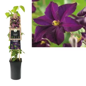 Clematis 'Romantika' | Bosrank