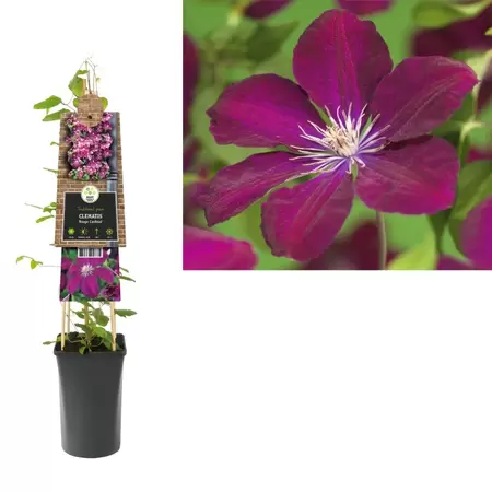 Clematis 'Rouge Cardinal' | Bosrank