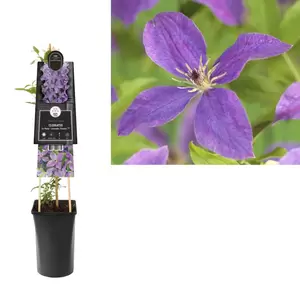 Clematis So Many® Lavender Flowers PBR | Bosrank