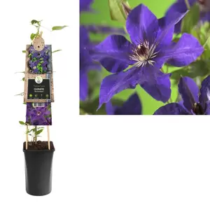 Clematis 'The President' | Bosrank