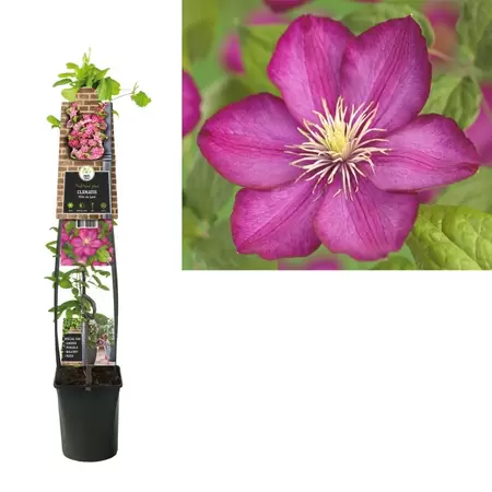 Clematis 'Ville de Lyon'