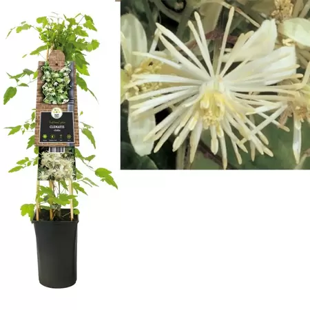 Clematis vitalba