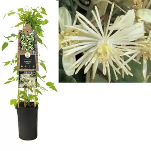 Clematis vitalba
