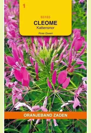 Cleome, Kattensnor roze Oranjeband - afbeelding 1