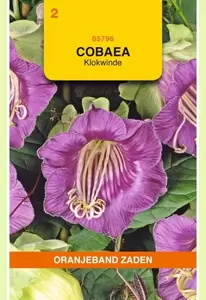 Cobaea, Klokwinde Violet Oranjeband - afbeelding 1