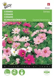 Convolvulus, Dagschone gemengd Buzzy Seeds - afbeelding 1