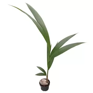 Cocos nucifera | Cocospalm