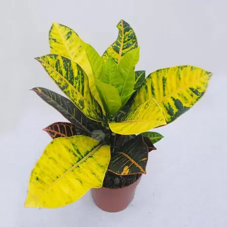 Codiaeum Variegatum Petra | Croton