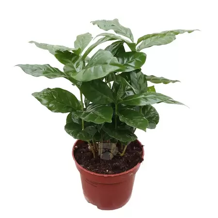 Coffea Arabica | Koffieplant Pot12cm