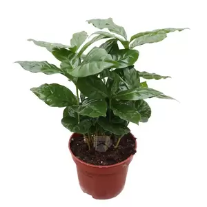 Coffea Arabica | Koffieplant Pot12cm
