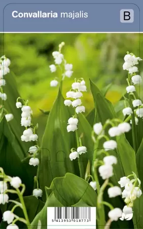 Convallaria majalis p9