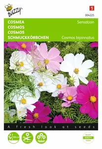 Cosmos, Cosmea Sonata gemengd Buzzy Seeds - afbeelding 1
