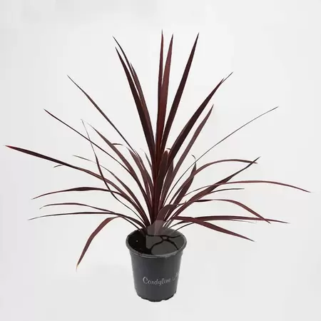 Cordyline Red Star