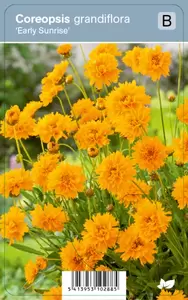 Coreopsis gran Early Sunrise P9