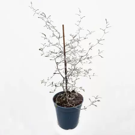 Corokia Cotoneaster | Zigzagstruik