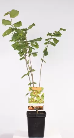 Corylus avellana Halle'sche Riesen