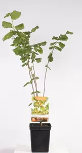 Corylus avellana Halle'sche Riesen