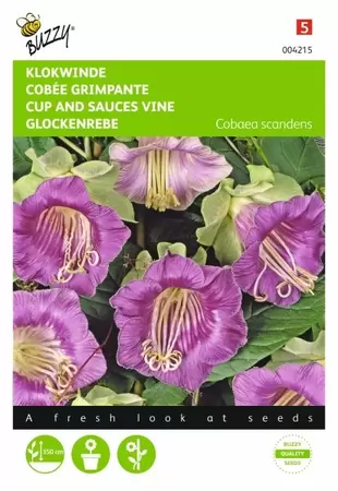 Cleome, Kattensnor Rose Queen Buzzy Seeds - afbeelding 1