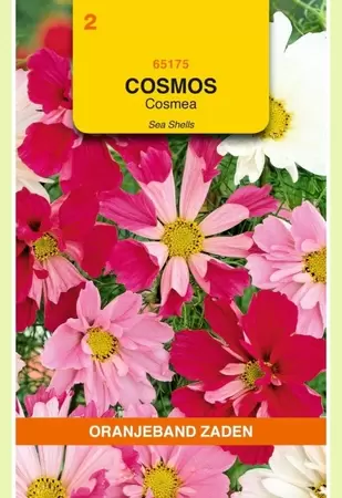 Cosmos, Cosmea Sea Shells gemengd Oranjeband - afbeelding 1