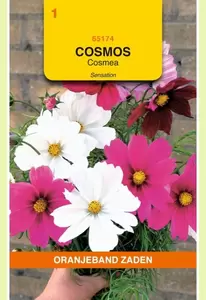 Cosmos, Cosmea Sensation gemengd Oranjeband - afbeelding 1