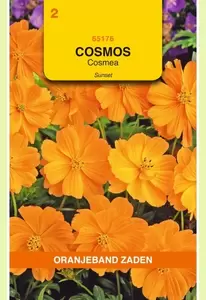 Cosmos, Cosmea Sunset Oranjeband - afbeelding 1