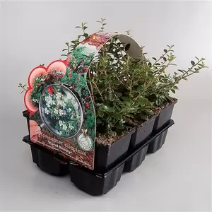 Cotoneaster sue. 'Coral Beauty 6-pack