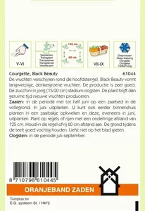 Courgette Black Beauty Oranjeband - afbeelding 2
