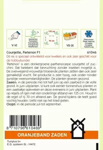Courgette Partenon F1 Oranjeband - afbeelding 2